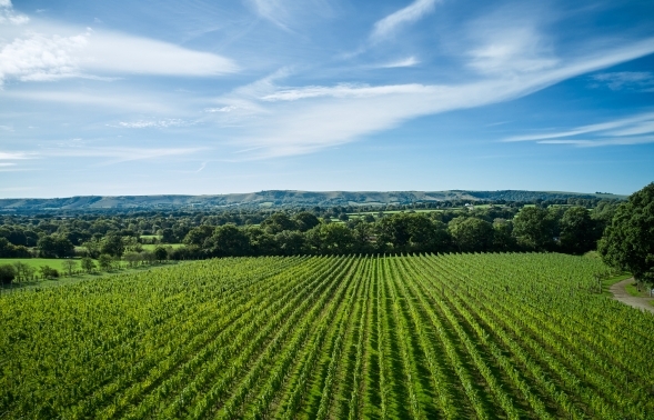 gdb Elevenses & Networking at Ridgeview Wine Estate