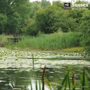 Woods Mill Nature Reserve: Guided Walk & Networking