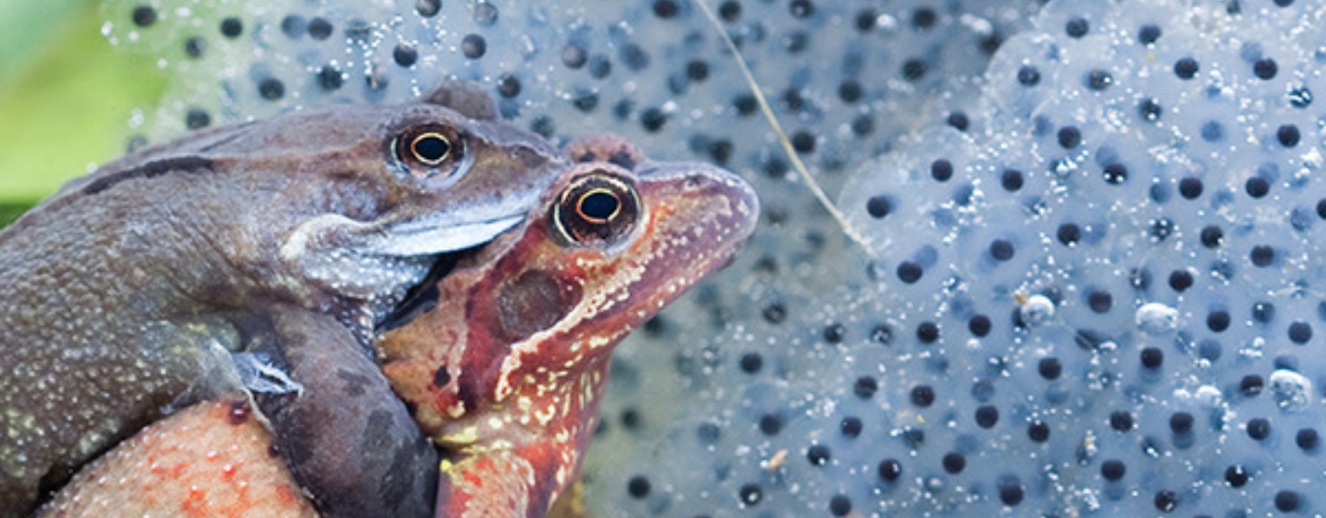 Your frog spawn questions answered