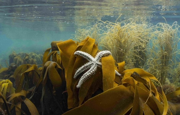 £100,000 appeal launched to help protect Sussex seas